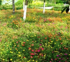 Lawn cu propriile sale mâini în țară - modul de a face (cu fotografii) (arme) Lawn cu propriile sale mâini în țară - modul de a face (cu fotografii)