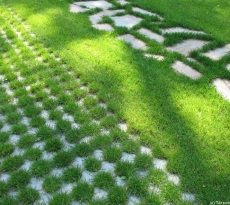 Lawn cu propriile sale mâini în țară - modul de a face (cu fotografii) (Dacha) Lawn cu propriile sale mâini în țară - modul de a face (cu fotografii)