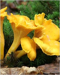 galbiori (retete cu ciuperci chanterelles.) bureții