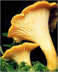 Chanterelles (pp) bureții