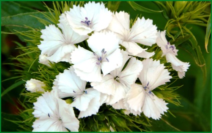 plantare Dianthus barbatus și îngrijire, fotografia în câmp deschis, cultivarea și propagarea soiului, (garoafa) Dianthus barbatus de plantare și îngrijire, fotografia în câmp deschis, cultivarea și înmulțirea soiului,