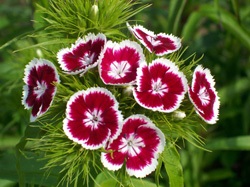 plantare Dianthus barbatus și îngrijire, fotografia în câmp deschis, cultivarea și propagarea soiului, (garoafa) Dianthus barbatus de plantare și îngrijire, fotografia în câmp deschis, cultivarea și înmulțirea soiului,