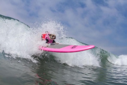 Imperial Beach surf câine surf concurență între câinii din California (competiție) Imperial Beach surf câine surf pe concurență între câinii din California
