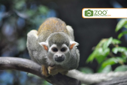 Cum de a face fotografii de la grădina zoologică - sfaturi cu privire la animale fotografiind (Sesiuni foto) Cum de a face fotografii la grădina zoologică - sfaturi cu privire la animale fotografiind