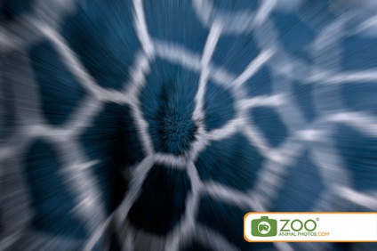 Cum de a face fotografii de la grădina zoologică - sfaturi privind modul de fotografiere animale (sfaturi) Cum de a face fotografii la grădina zoologică - sfaturi cu privire la animale fotografiind