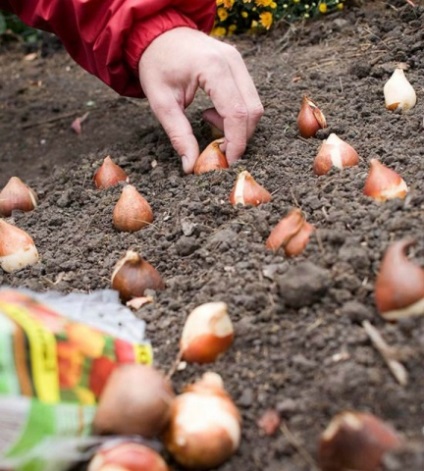 Ce flori bec sunt plantate in toamna (flori) Ce flori bec sunt plantate in toamna