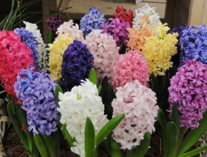 Ce flori bec sunt plantate in toamna (put) Ce flori bec sunt plantate in toamna