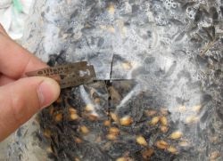 Cum să crească ciuperci stridie (cultivate) Cum să crească ciuperci stridii