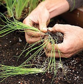 Cum să crească ceapa (preparare) vegetative Cum să crească ceapa