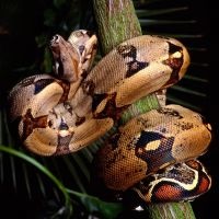 De ce visul unui șarpe boa (boa constrictor) De ce vis de un boa constrictor