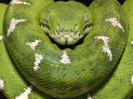 De ce vis de o interpretare a viselor boa constrictor