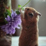 De ce vis un hamster carte vis hamster a avut un vis (ce) De ce vis un hamster carte vis hamster a avut un vis