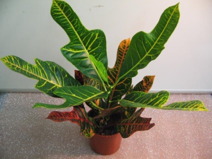 Codiaeum (59 poze) colorat, Ekselent codiaeum, se amestecă, variegatum, grija de Croton la domiciliu (acasa) Codiaeum (59 poze) colorat, Ekselent codiaeum, se amestecă, variegatum, de îngrijire acasă Crotone