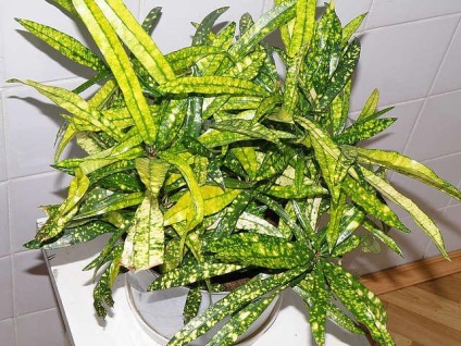 Codiaeum (59 poze) colorat, Ekselent codiaeum, se amestecă, variegatum, grija de Croton la domiciliu (de îngrijire) Codiaeum (59 poze) colorat, Ekselent codiaeum, se amestecă, variegatum, de îngrijire acasă Crotone
