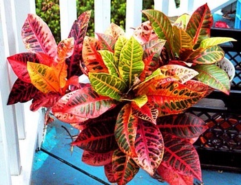 Codiaeum (59 poze) colorat, Ekselent codiaeum, se amestecă, variegatum, grija de Croton la domiciliu (acasa) Codiaeum (59 poze) colorat, Ekselent codiaeum, se amestecă, variegatum, de îngrijire acasă Crotone