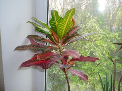 Codiaeum (59 poze) colorat, Ekselent codiaeum, se amestecă, variegatum, grija de Croton la domiciliu (acasa) Codiaeum (59 poze) colorat, Ekselent codiaeum, se amestecă, variegatum, de îngrijire acasă Crotone