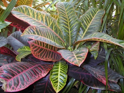 Codiaeum (59 poze) colorat, Ekselent codiaeum, se amestecă, variegatum, îngrijire la domiciliu Crotone (codiaeum) Codiaeum (59 poze) colorat, Ekselent codiaeum, se amestecă, variegatum, de îngrijire acasă Crotone
