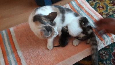 Pisica cu pisoi (pisica) Pisică și pisoi