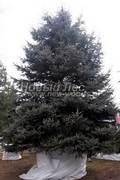 de mari dimensiuni de conifere, LLC New Forest (București) (dimensiune mare container Pret) de mari dimensiuni de conifere, LLC New Forest (București)