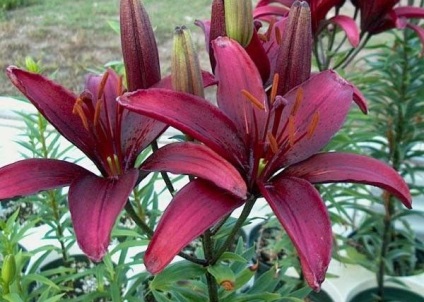Crinii în grădina amenajată, fotografii ale celor mai bune melodii (Garden) Crinii în grădina amenajată, fotografii ale celor mai bune melodii