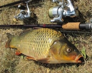 Carp la cartofi (cartofi) Prinderea crap pe cartofi