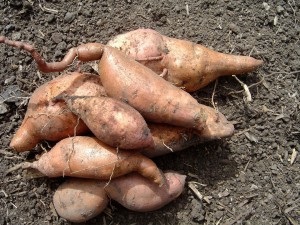 Bulbi, cepe, tuberculi (tuberculi) Bulbi, cepe, tuberculi