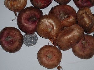 Bulbi, cepe, tuberculi (tuberculi) Bulbi, cepe, tuberculi