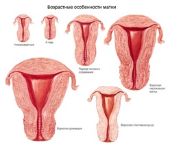 Micul regina ce este (pronunțat caracteristicile sexuale secundare) Micul regina ce este