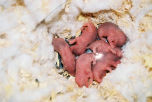 hamsteri nou-născuți mici (sugari) hamsteri nou-născuți mici