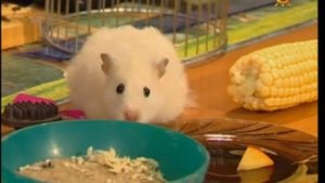 hamsteri nou-născuți mici (sugari) hamsteri nou-născuți mici