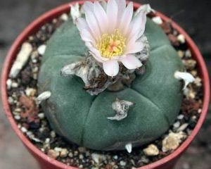 Peyote, mescalina și efectele peyote (Peyote) Peyote, mescalina, utilizarea peyote și consecințele