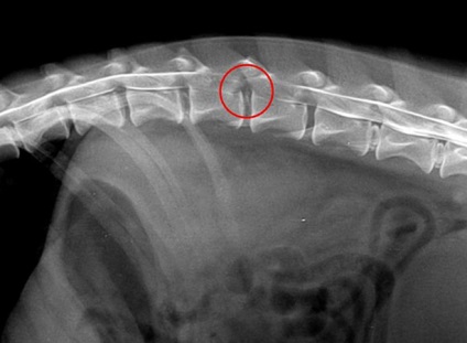 hernie intervertebral simptome câini și tratament, despre câini (câini) hernie intervertebral simptome câini și tratament, totul despre câini