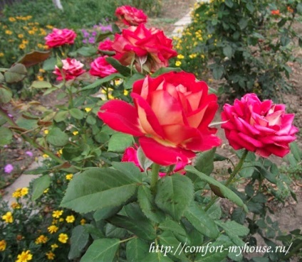 gradina mea de trandafiri (trandafiri in gradina Foto) trandafiri mei în grădină