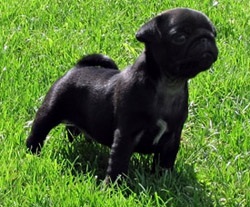 selecție catelus pug (catelus) selecție catelus pug