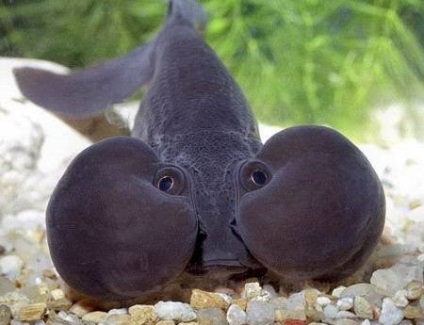 carasi mele sunt tu! (Fish) carasi mele sunt tu!