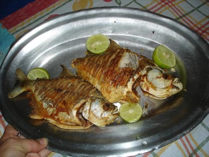 Pot mânca carnea unui Piranha (posibil) Pot să mănânc Piranha carne