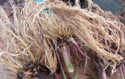 Infuzia de valeriana - utilizarea de rețete (utilizare) Infuzia de valeriana - utilizarea de rețete