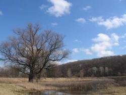 soms Spawning (aruncarea cu ouă KGS) de depunere a icrelor de somn