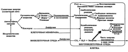 Metabolism (substanțe) metabolism