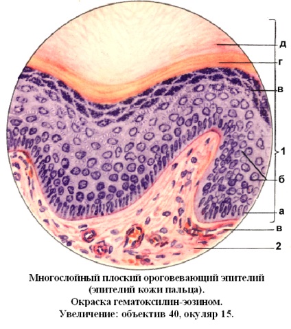 Simplu epiteliului columnar - studopediya (single) Un singur strat epiteliu columnar - studopediya