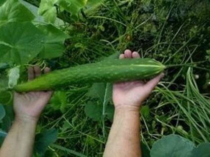 Castraveți dlinnoplodnye (virusul bolii fungice) castraveți dlinnoplodnye