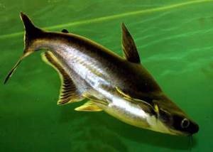 Beneficiile și pericolele de Pangasius pește (pește) Beneficiile și pericolele de pește Pangasius