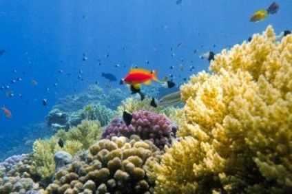 Baze subacvatice (submarină) Elementele de bază subacvatice