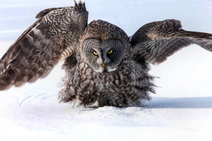 bufnițe Hunt, știri foto (bufnițe) bufnițe Hunt, știri fotografie