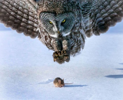 bufnițe Hunt, știri foto (bufnițe) bufnițe Hunt, știri fotografie