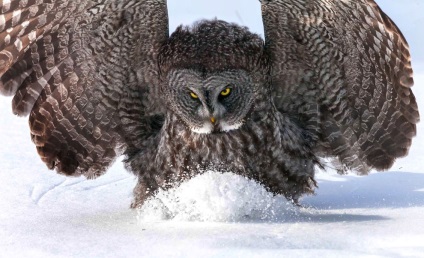 bufnițe Hunt, știri foto (bufnițe) bufnițe Hunt, știri fotografie