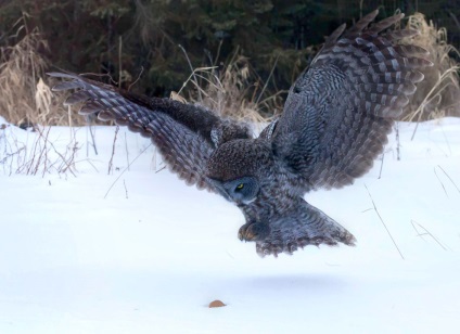 bufnițe Hunt, știri foto (bufnițe) bufnițe Hunt, știri fotografie