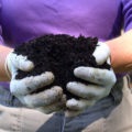 Fertilizarea infuzie de păpădia, aceasta cabana! (Cantitatea de nutrienți) Fertilizarea infuzie de păpădia, aceasta cabana!