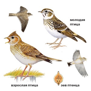 Skylark (Ciocârlia) ciocârlie