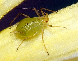insecte benefice 1 (prelinge) insecte benefice 1